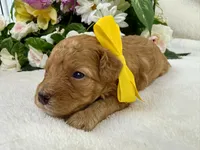 Mia's Yellow Boy, a male Cavapoo for sale in Bullard, TX – 7 of 7
