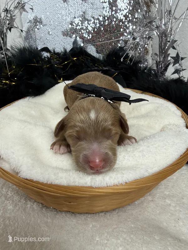 Braley's Black Boy – Miniature Goldendoodle puppy for sale in Bullard, TX