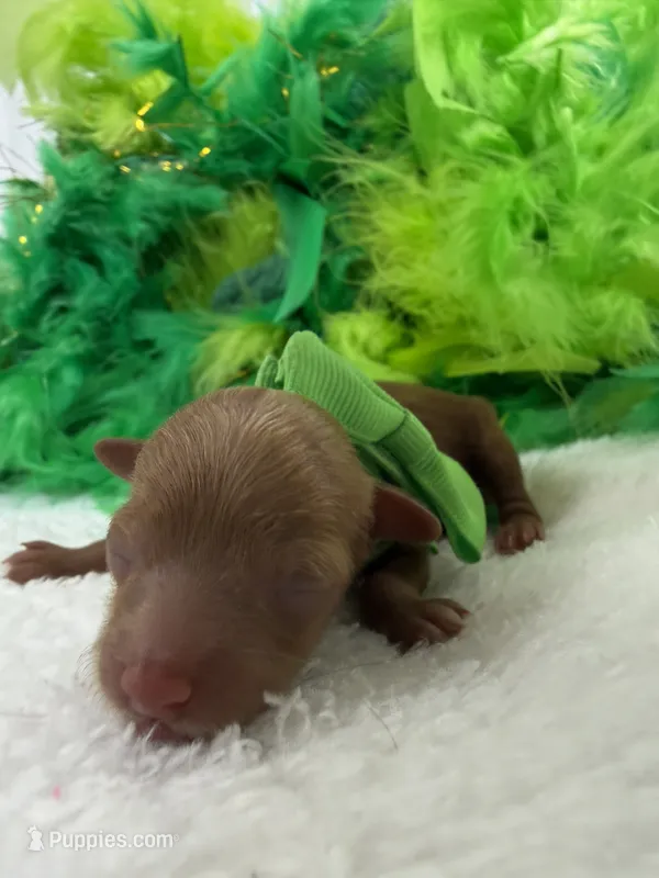 Jules Green Boy – Poodle - Miniature  puppy for sale in Bullard, TX