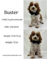Buster, a male Miniature Bernedoodle for sale in Bullard, TX – Photo 1 of 5