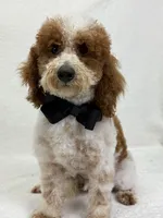 Buster, a male Miniature Bernedoodle for sale in Bullard, TX – Photo 2 of 5