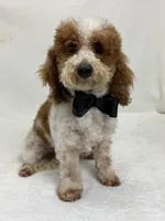 Buster, a male Miniature Bernedoodle for sale in Bullard, TX – Photo 3 of 5