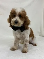 Buster, a male Miniature Bernedoodle for sale in Bullard, TX – Photo 5 of 5