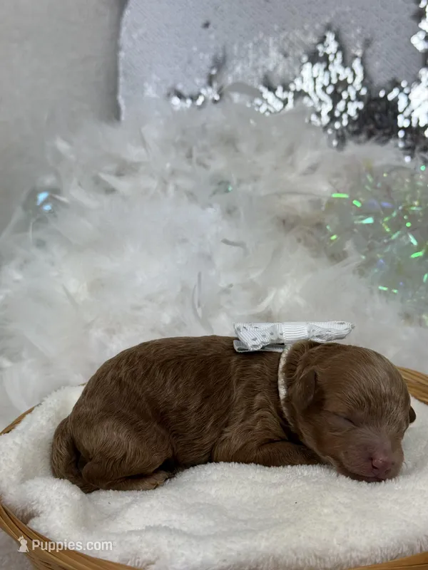 Chloe White Boy – Maltipoo puppy for sale in Bullard, TX