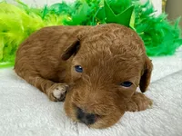 Mia's Green Girl, a female Cavapoo for sale in Bullard, TX – 6 of 7
