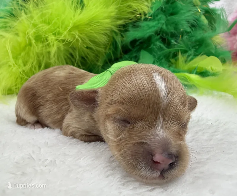 Riley's Green Boy – Cavapoo puppy for sale in Bullard, TX