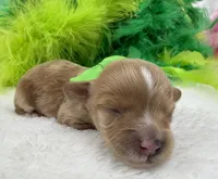 Riley's Green Boy, a male Cavapoo for sale in Bullard, TX – 1 of 2