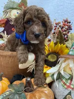 Peaches Blue Boy, a male Poodle - Miniature  for sale in Bullard, TX – 5 of 8