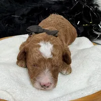 Tilly Black Boy, a male Poodle - Miniature  for sale in Bullard, TX – Photo 8 of 8