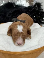 Tilly Black Boy, a male Poodle - Miniature  for sale in Bullard, TX – Photo 2 of 2