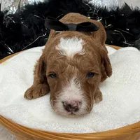 Tilly Black Boy, a male Poodle - Miniature  for sale in Bullard, TX – Photo 7 of 8