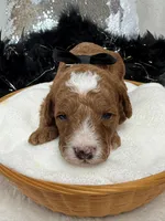 Tilly Black Boy, a male Poodle - Miniature  for sale in Bullard, TX – Photo 1 of 2