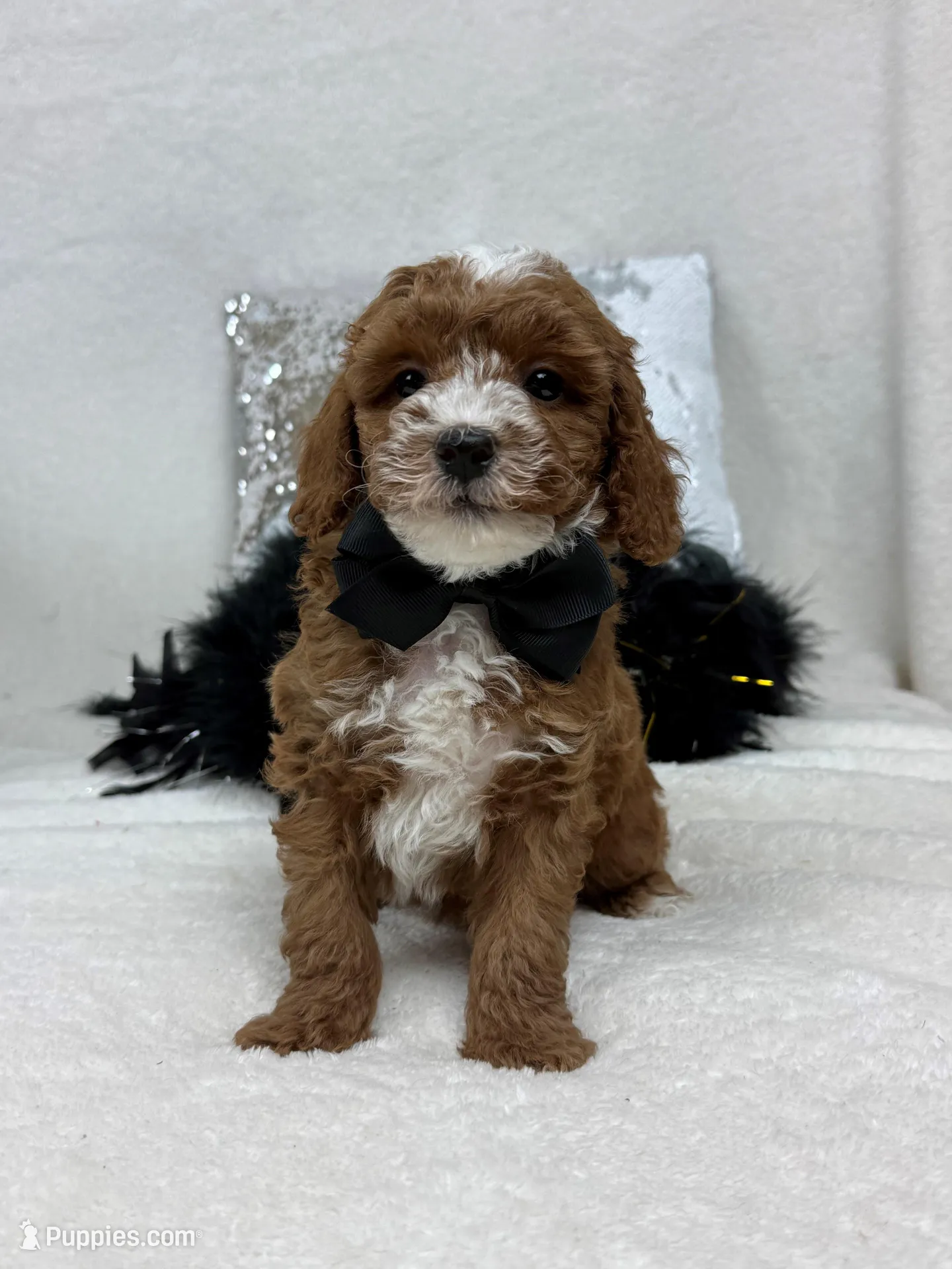 Tilly Black Boy – Poodle - Miniature  puppy for sale in Bullard, TX