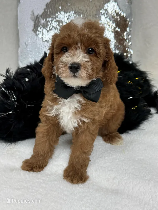 Tilly Black Boy – Poodle - Miniature  puppy for sale in Bullard, TX