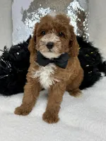 Tilly Black Boy, a male Poodle - Miniature  for sale in Bullard, TX – Photo 2 of 8