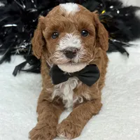 Tilly Black Boy, a male Poodle - Miniature  for sale in Bullard, TX – Photo 5 of 8