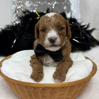 Tilly Black Boy, a male Poodle - Miniature  for sale in Bullard, TX – Photo 6 of 8