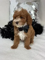 Tilly Black Boy, a male Poodle - Miniature  for sale in Bullard, TX – Photo 1 of 8