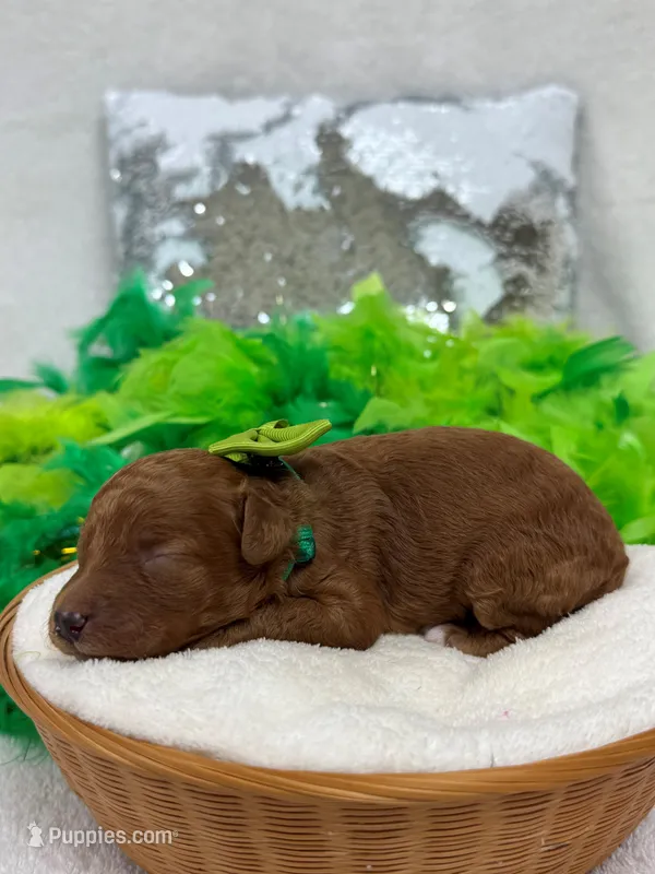 Mia's Green Girl – Cavapoo puppy for sale in Bullard, TX