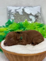 Mia's Green Girl, a female Cavapoo for sale in Bullard, TX – 4 of 7