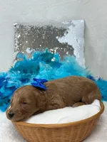 Brinley Blue Boy, a male Miniature Goldendoodle for sale in Bullard, TX – Photo 1 of 2
