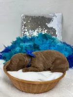 Brinley Blue Boy, a male Miniature Goldendoodle for sale in Bullard, TX – Photo 2 of 2