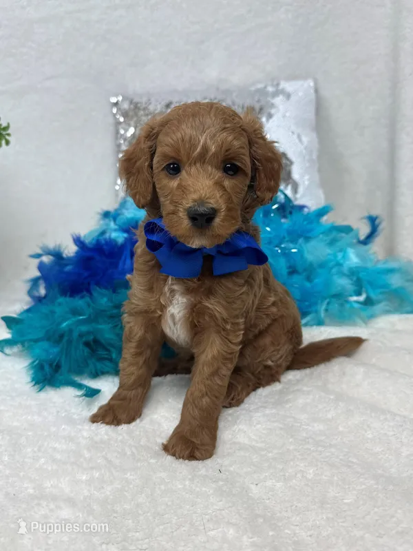 Brinley Blue Boy – Miniature Goldendoodle puppy for sale in Bullard, TX