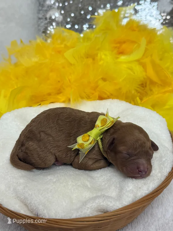 Mia's Yellow Boy – Cavapoo puppy for sale in Bullard, TX