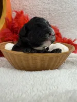 Elsa's Red Boy, a female Miniature Bernedoodle for sale in Bullard, TX – 3 of 4