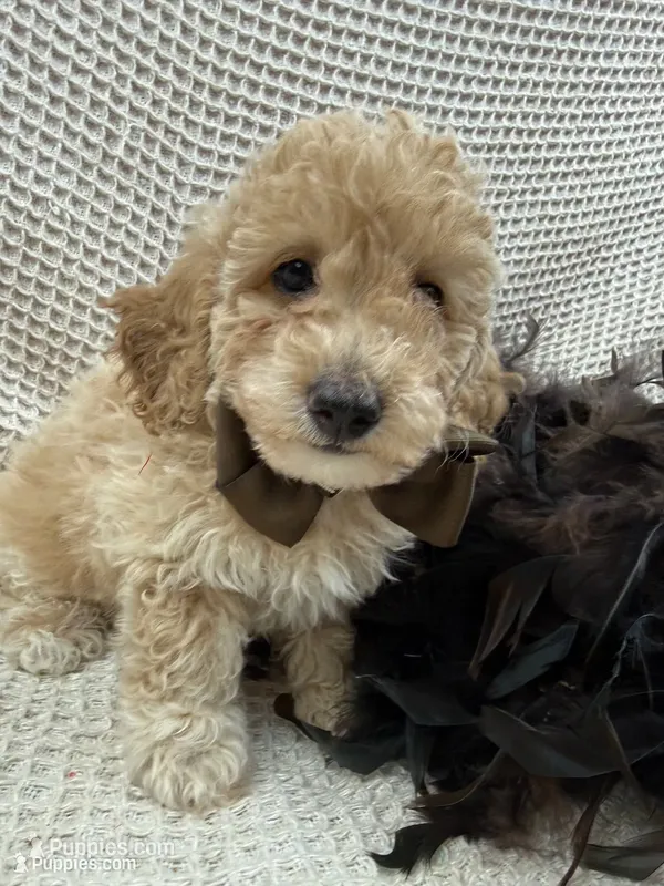 Aspen's Brown Boy – Miniature Bernedoodle puppy for sale in Bullard, TX