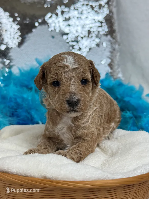 Tally's Turquoise Girl – Poodle - Miniature  puppy for sale in Bullard, TX
