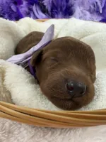 Brinley's Purple Boy, a male Miniature Goldendoodle for sale in Bullard, TX – 3 of 3