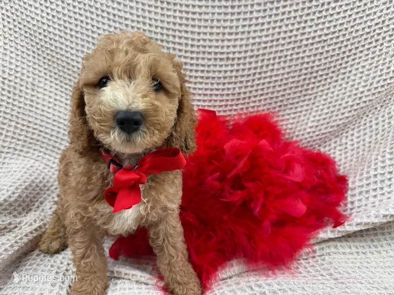 Kylie's Red Boy – Cockapoo puppy for sale in Bullard, TX