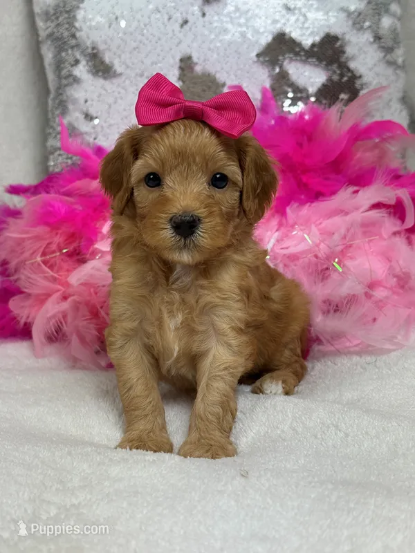 Mia Pink Girl – Cavapoo puppy for sale in Bullard, TX
