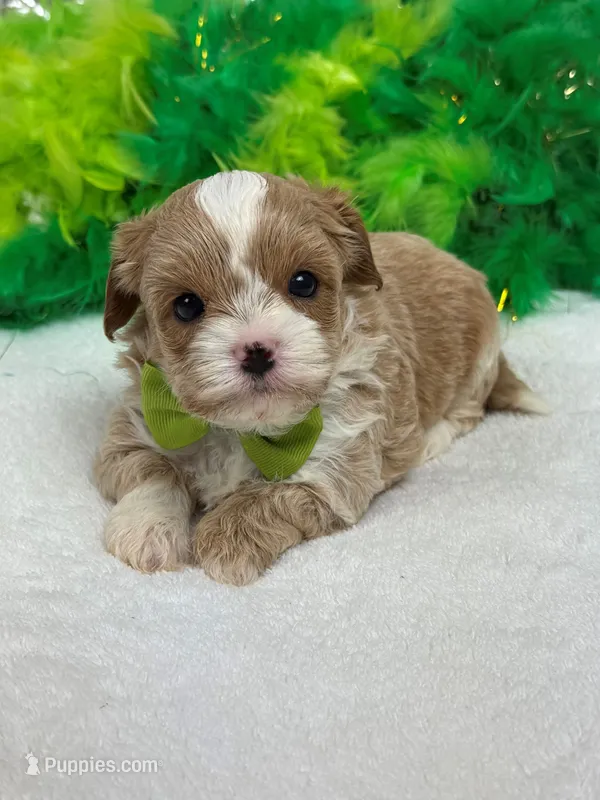 Rae Rae Green Boy – Cavapoo puppy for sale in Bullard, TX