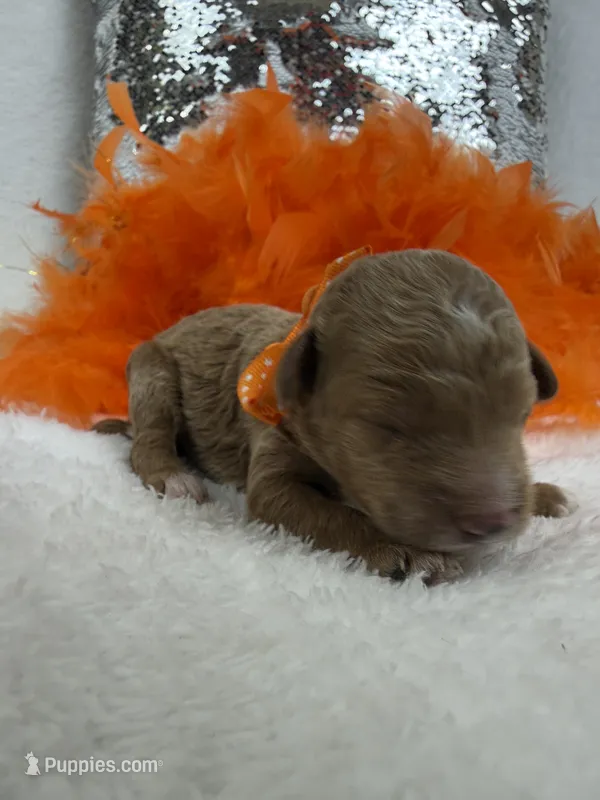 Brinley's Orange Boy – Miniature Goldendoodle puppy for sale in Bullard, TX