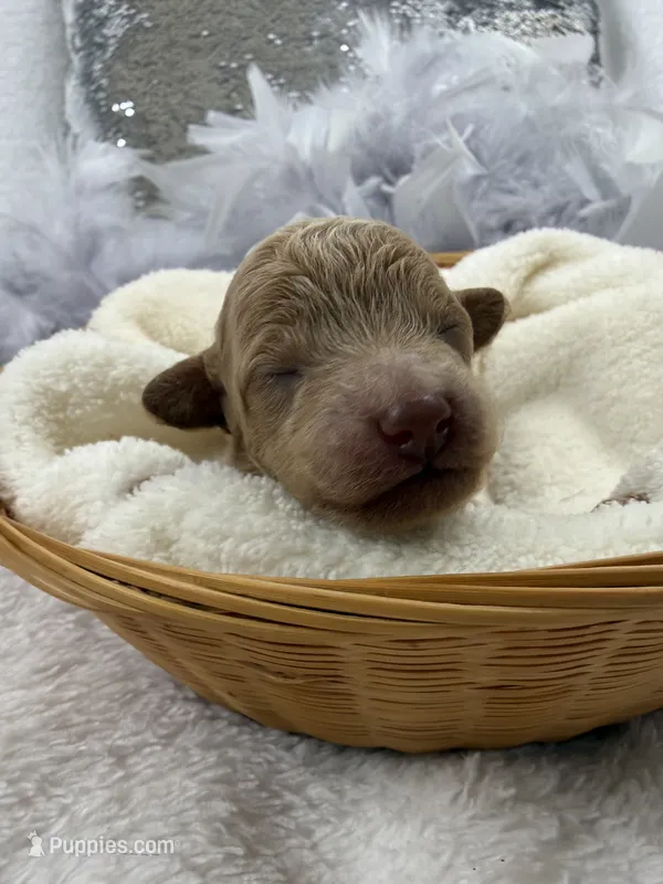 Aspen's Gray Boy – Miniature Bernedoodle puppy for sale in Bullard, TX