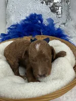 Peaches Blue Boy, a male Poodle - Miniature  for sale in Bullard, TX – 2 of 8