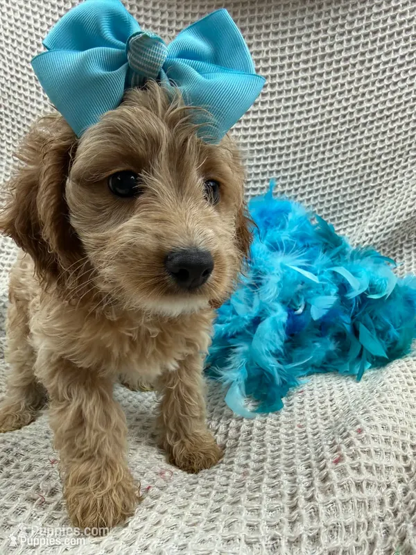 Kylie's Turquoise Girl – Cockapoo puppy for sale in Bullard, TX
