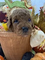 Jules Yellow Boy, a male Poodle - Miniature  for sale in Bullard, TX – 4 of 7
