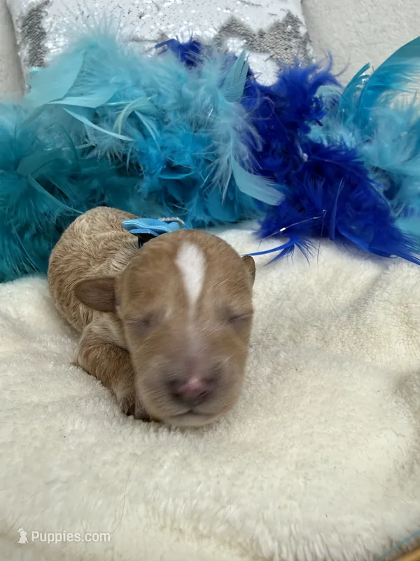 Tally's Turquoise Girl – Poodle - Miniature  puppy for sale in Bullard, TX