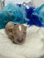 Tally's Turquoise Girl, a female Poodle - Miniature  for sale in Bullard, TX – 1 of 1