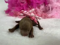 Jules Pink Girl, a female Poodle - Miniature  for sale in Bullard, TX – 2 of 3