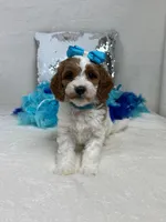 Ellie's Turquoise Girl, a female Cavapoo for sale in Bullard, TX – 1 of 7