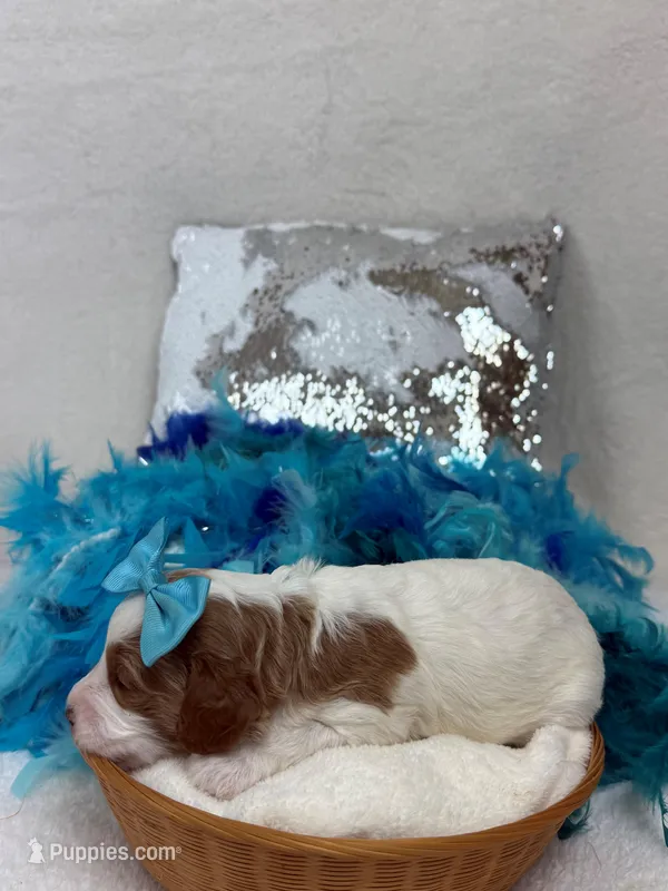 Ellie's Turquoise Girl – Cavapoo puppy for sale in Bullard, TX