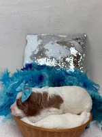 Ellie's Turquoise Girl, a female Cavapoo for sale in Bullard, TX – 5 of 7