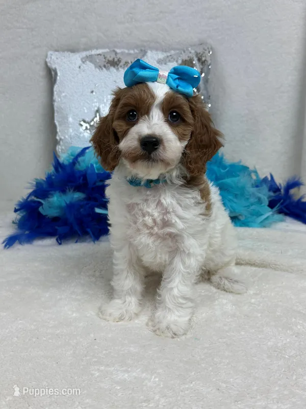 Ellie's Turquoise Girl – Cavapoo puppy on hold in Bullard, TX