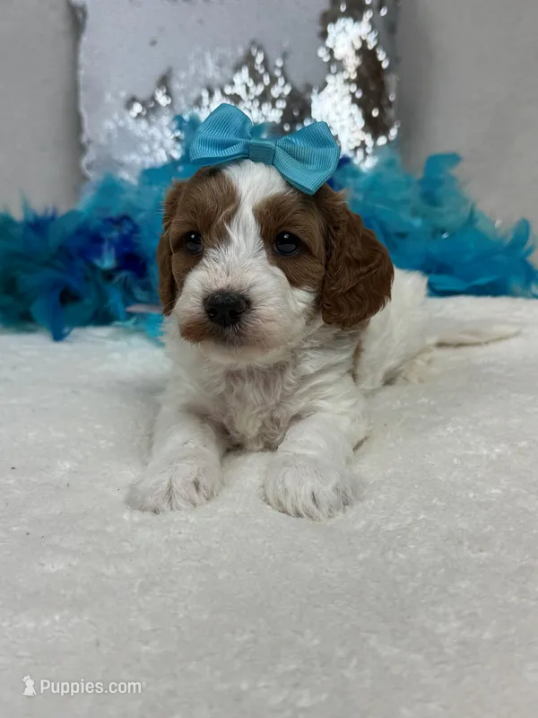 Ellie's Turquoise Girl – Cavapoo puppy for sale in Bullard, TX