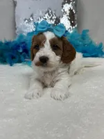 Ellie's Turquoise Girl, a female Cavapoo for sale in Bullard, TX – 3 of 7
