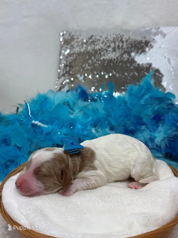Ellie's Turquoise Girl – Cavapoo puppy for sale in Bullard, TX